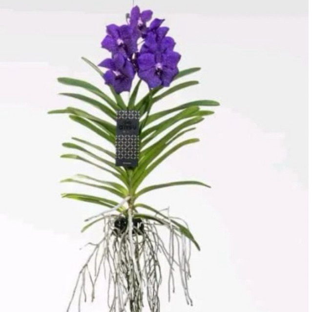 anggrek vanda ungu dewasa termurah