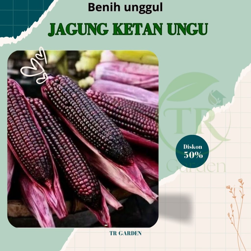 ( 25 biji ) Benih biji jagung ketan ungu kehitaman asli berkualitas
