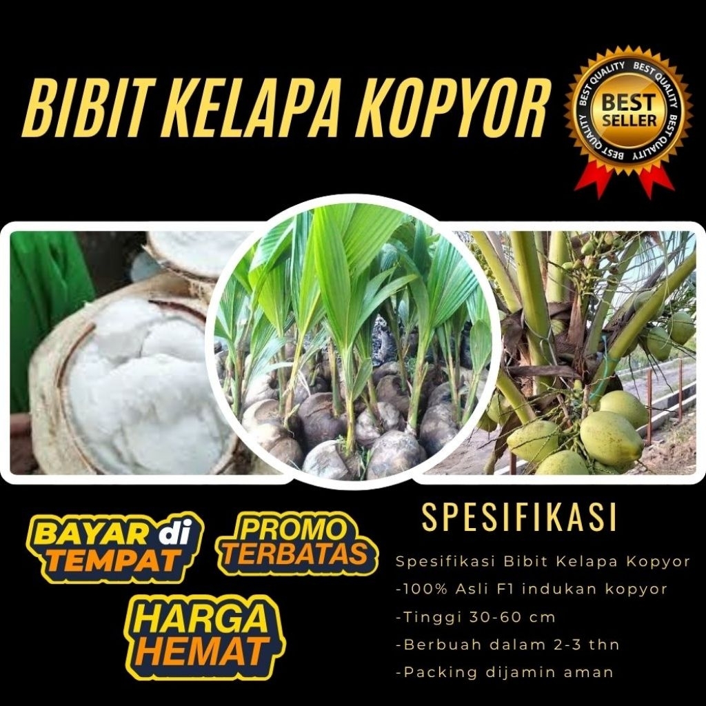 POHON PENDEK  Benih Kelapa Kopyor Kultur Jaringan, Benih Kelapa Kopyor Madu