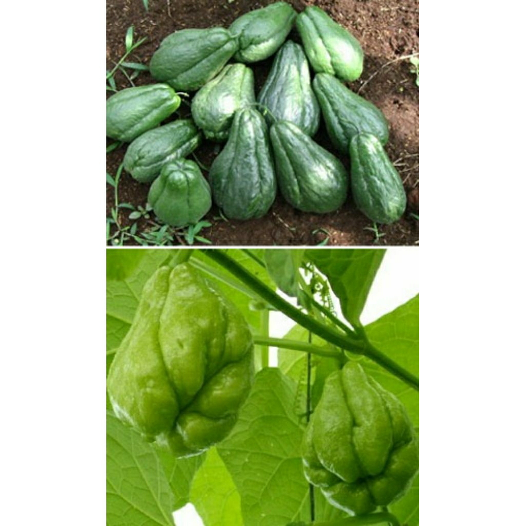 labu Siam 1kg