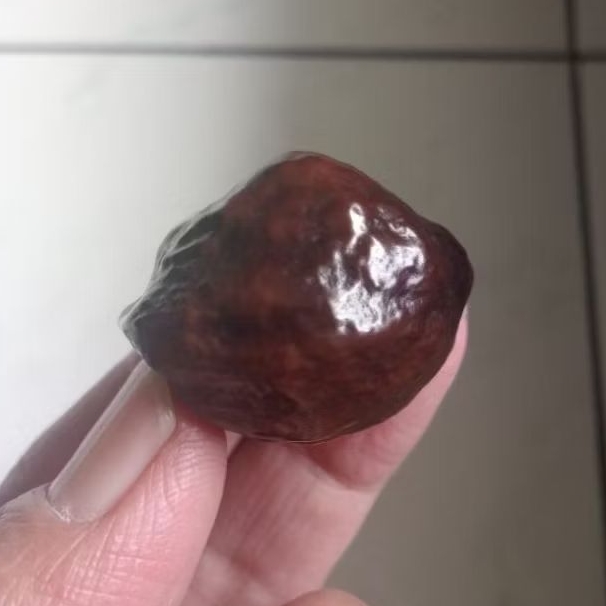 Kemiri Adu Muncang Adu MJ Ori Urgen Matang