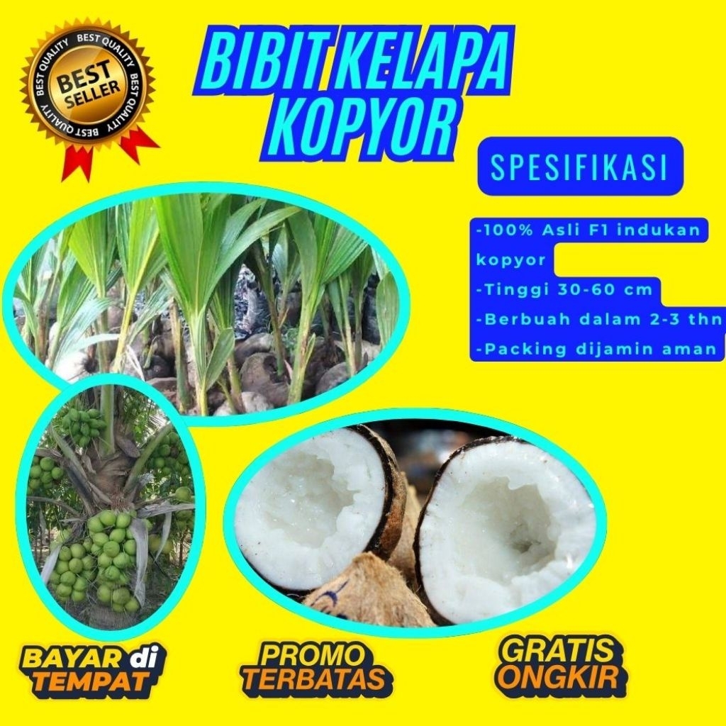 100 % ASLI !! Pohon Kelapa Kopyor, Pohon Kelapa Kopyor Asli, Pohon Kelapa Kopyor Bersertifikat