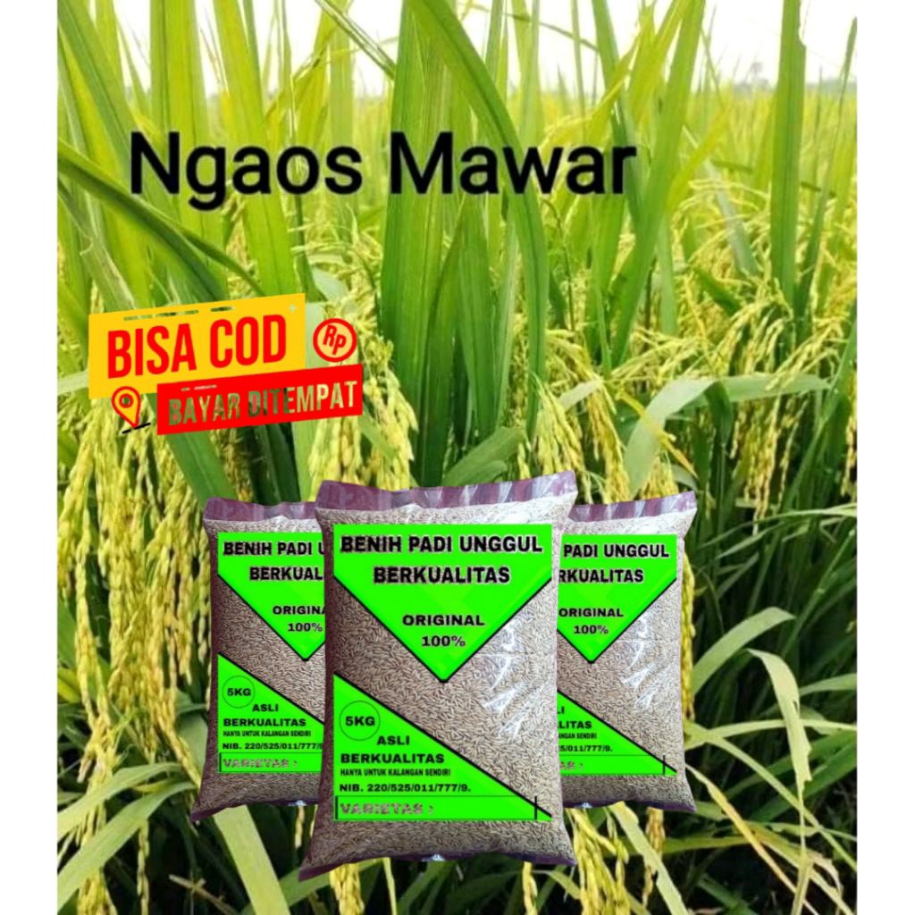 BENIH PADI NGAOS MAWAR KEMASAN 5KG