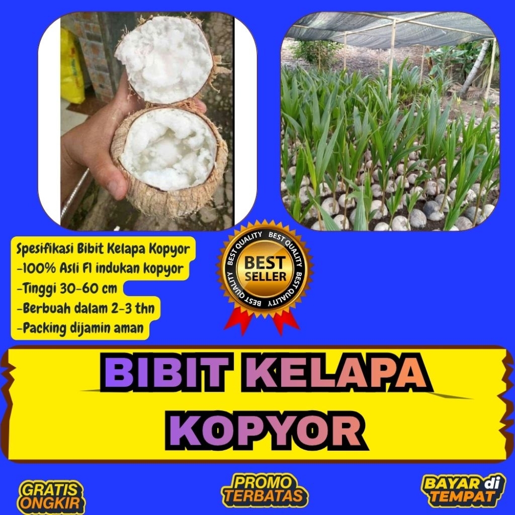 100 % ASLI  Pohon Kelapa Kopyor, Pohon Kelapa Kopyor Asli, Pohon Kelapa Kopyor Bersertifikat