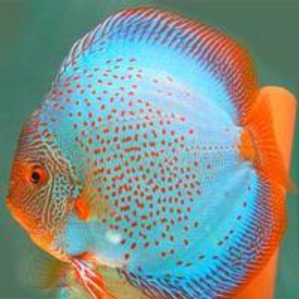 discus blue scorpion 2cm