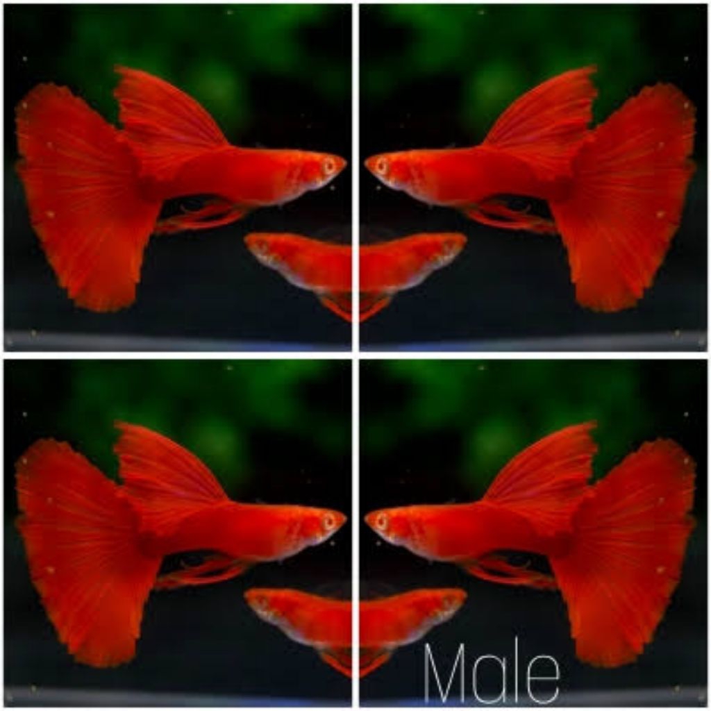 ( Ikn Guppy hiasan ) ( AFR BIG DORSAL )