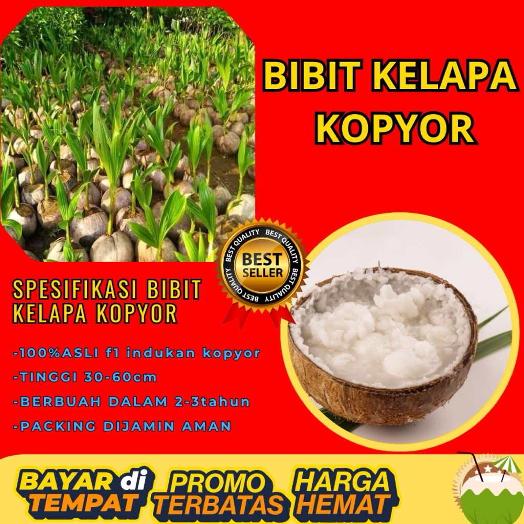 POHON PENDEK  Benih Kelapa Kopyor Kultur Jaringan, Benih Kelapa Kopyor Madu