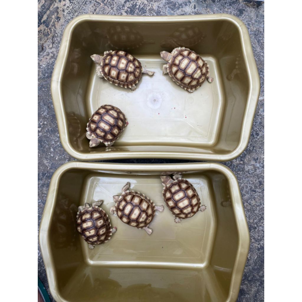 Pelet Sulcata 6-7cm & 7-8cm sehat