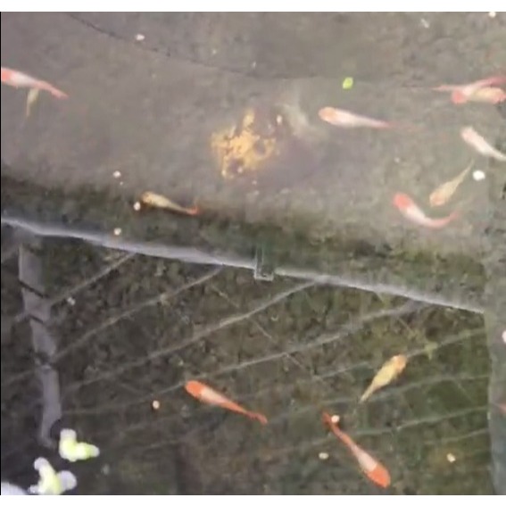 TERLARIS, ikan (GUPY KOI) ikan hias aquarium aquascap air tawar