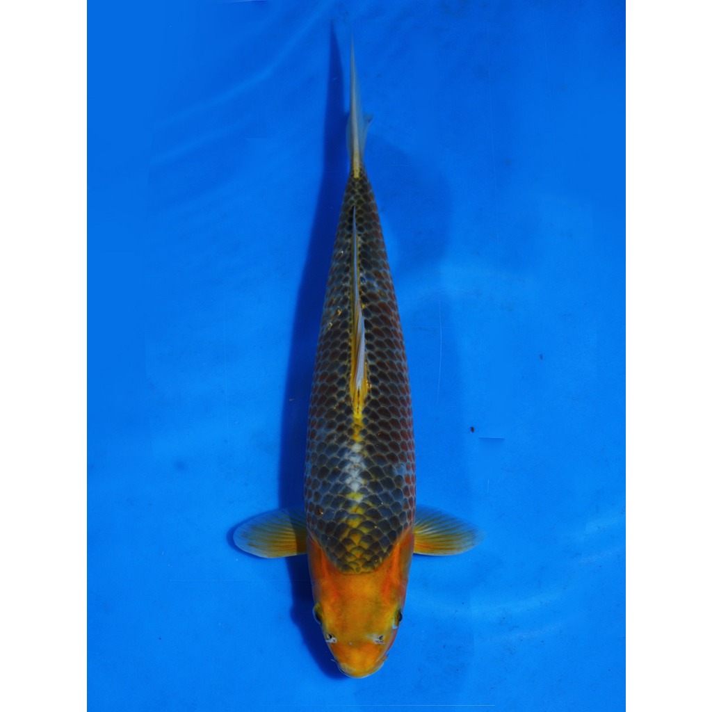 Koi Import Golden Corn Taniguchi Koi Farm Size 37 cm