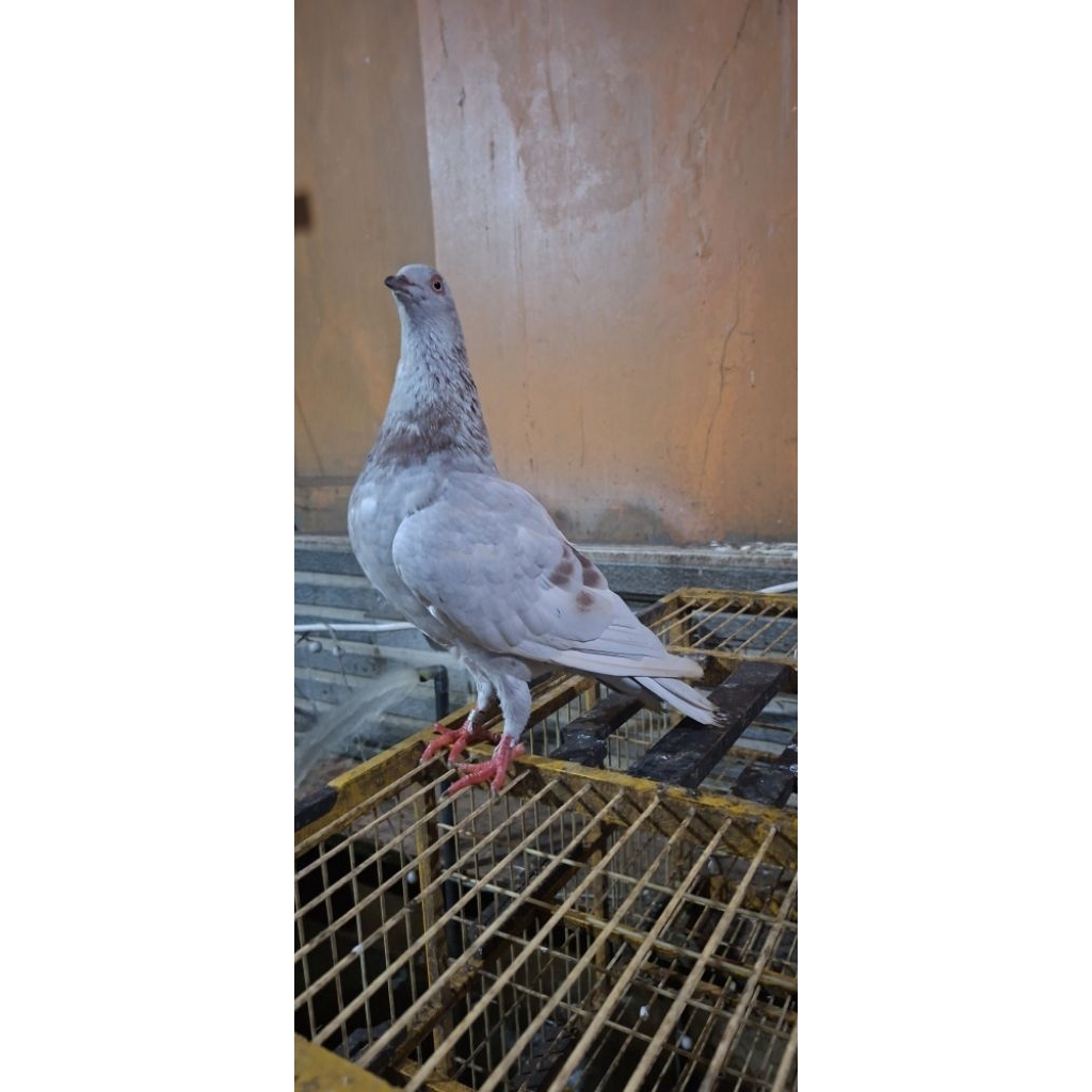 merpati jantan kelabu silver