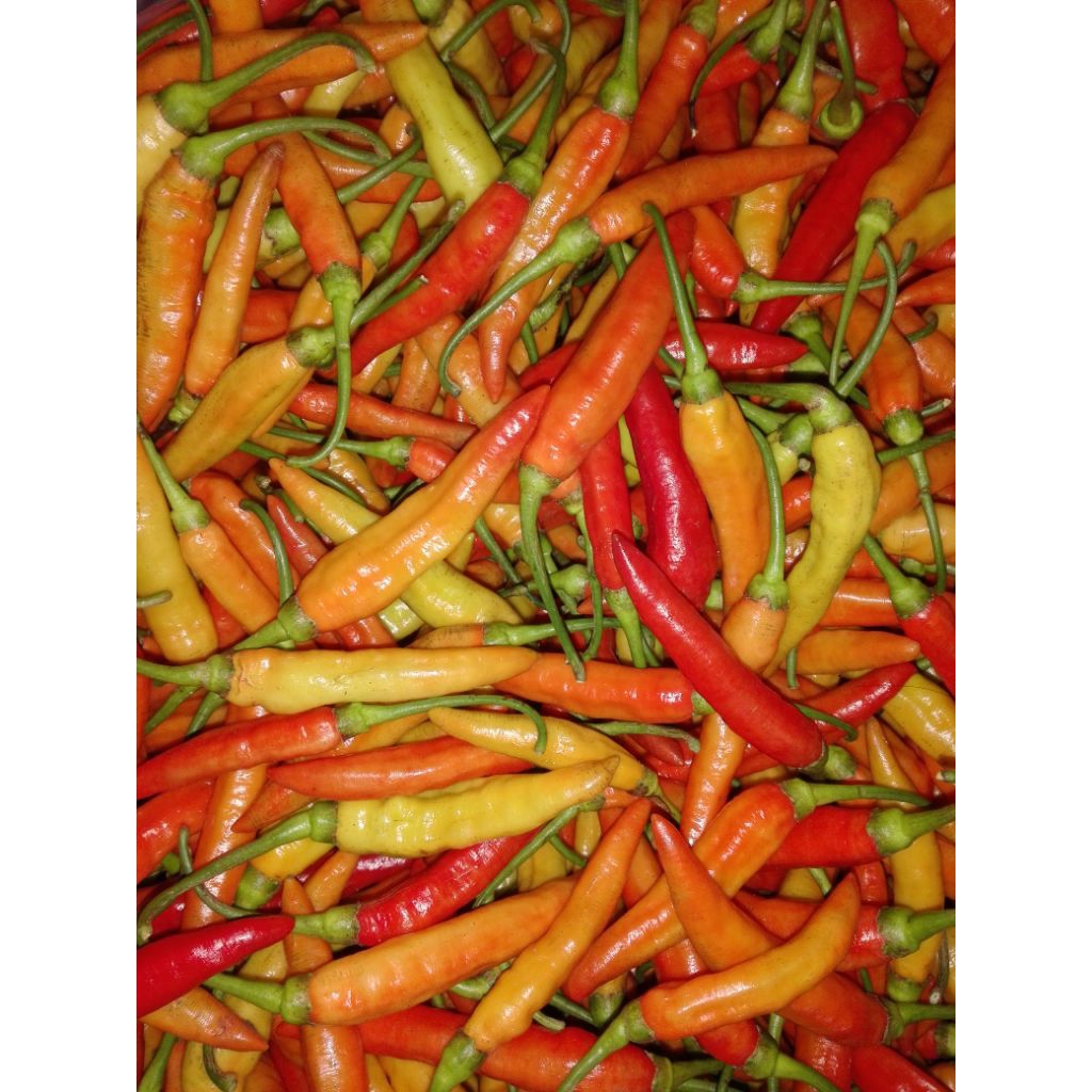 CRM cabai rawit merah cabai pedas cabe Asmoro kiloan berat 250 gr