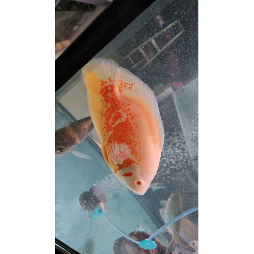 ikan hias Oscar albino tiger ukuran 4 jari up