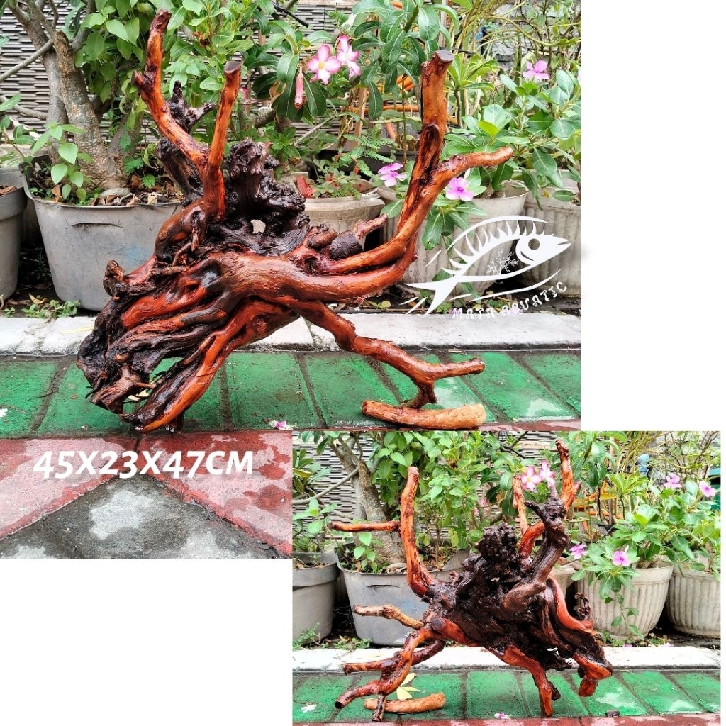 BONGGOL SANTIGI LAUT , SANTIGI LAUT, KAYU SANTIGI, KAYU TENGGELAM, HIASAN AQUASCAPE, AQUARIUM, AQUAS