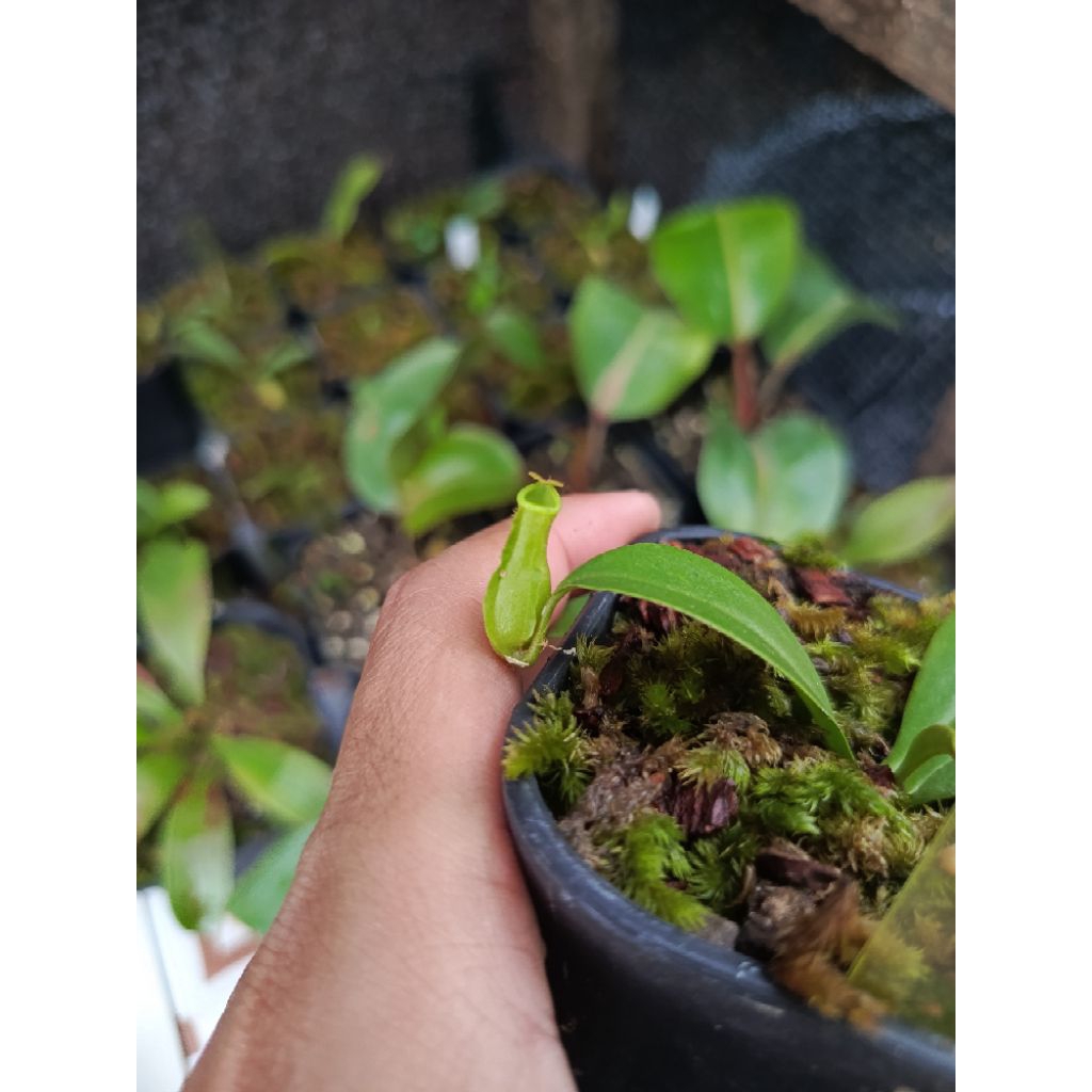 Nepenthes Reinwardtiana Hybrid