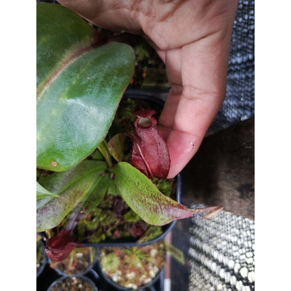 Nepenthes (Viking x Ampullaria BM) x Miranda