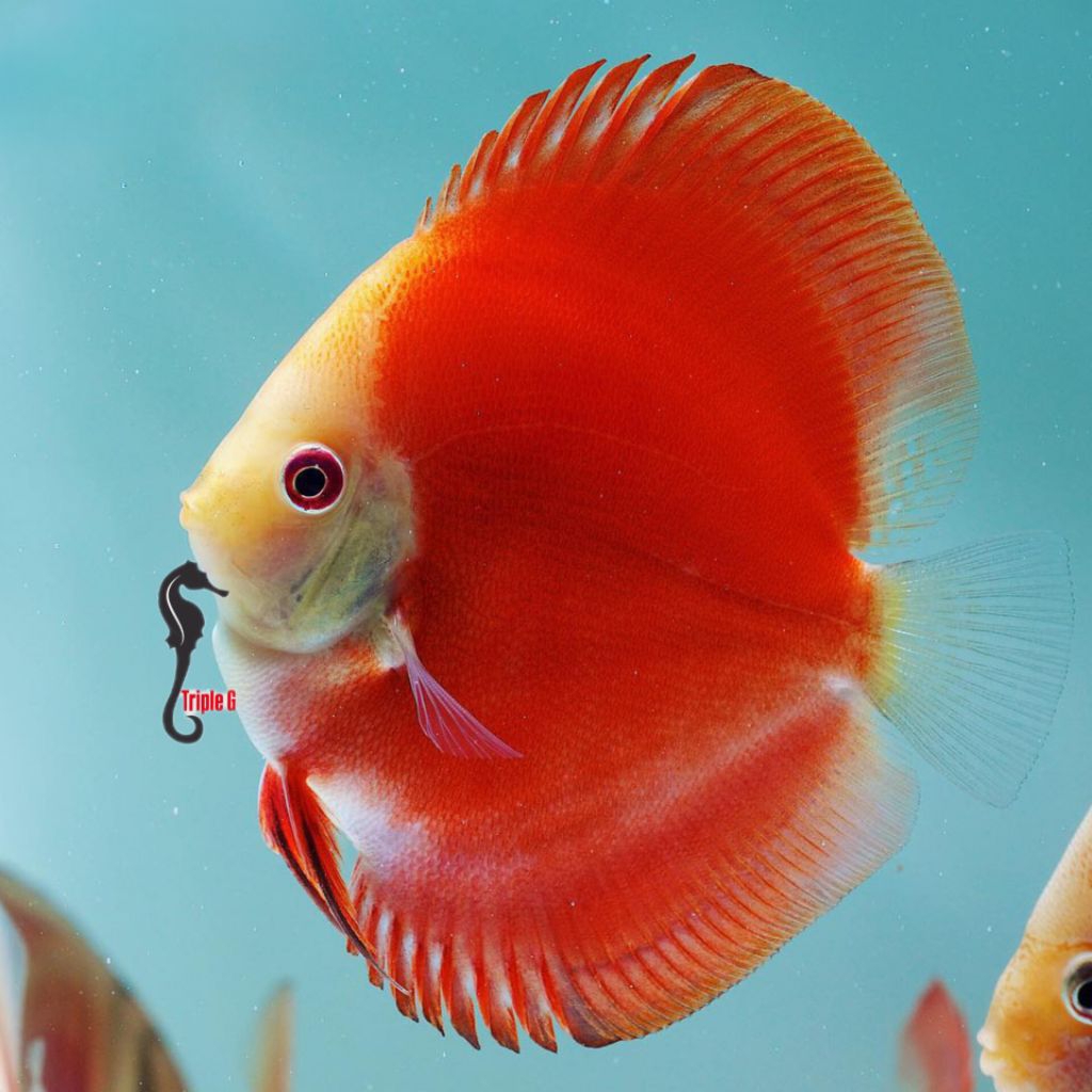 DISCUS RM MELON LUAR PULAU CHAT ADMIN