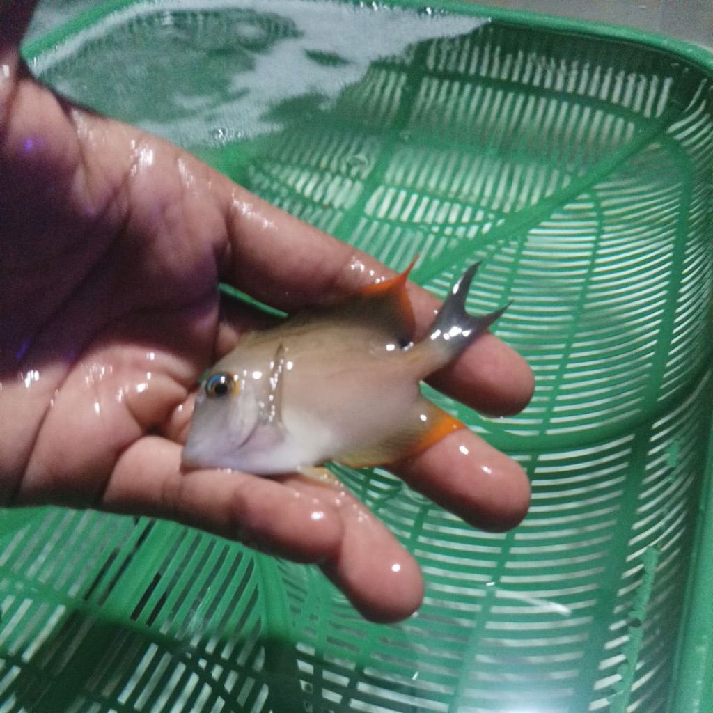 ikan hias laut botana api size L