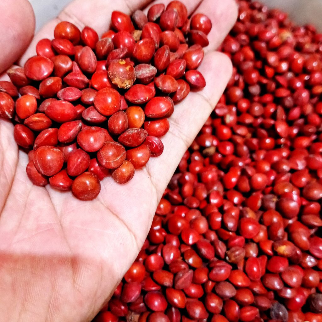 Biji saga merah ecer - biji sogo - biji saga elips