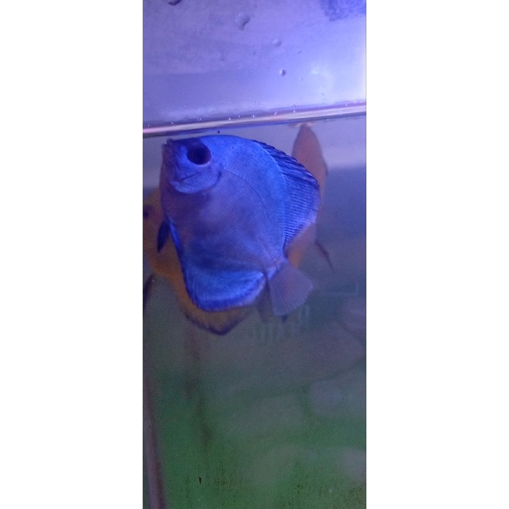 discus blue diamond