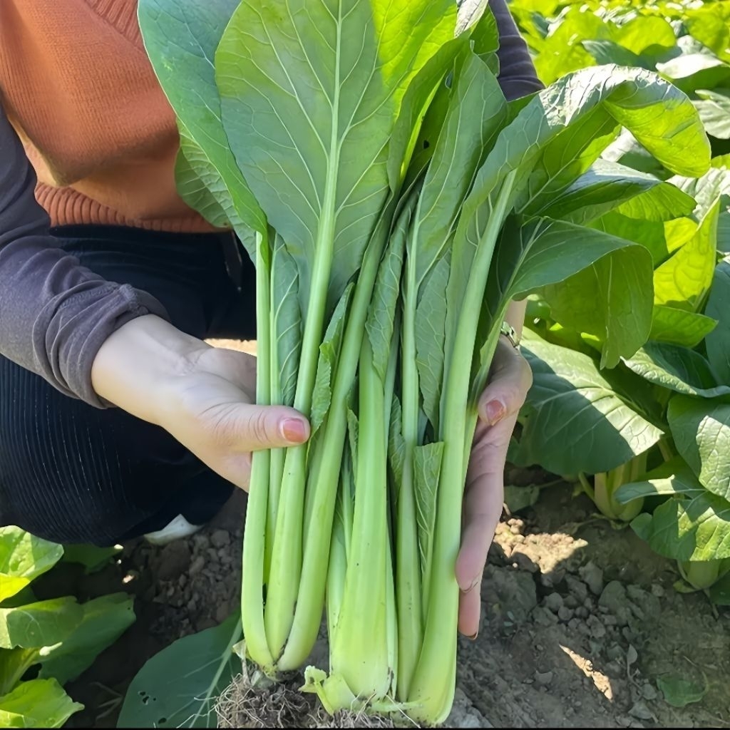 500 Bibit sayuran sawi hijau