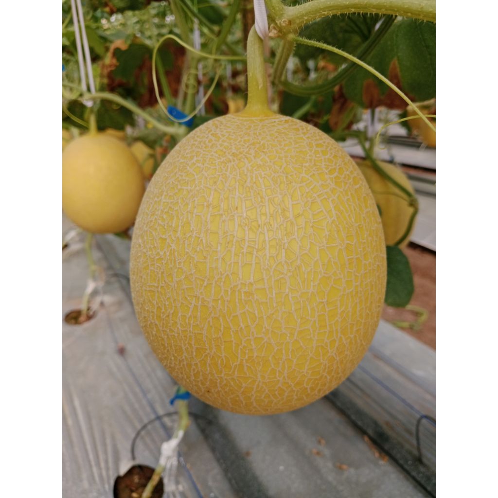 melon premium inthanon