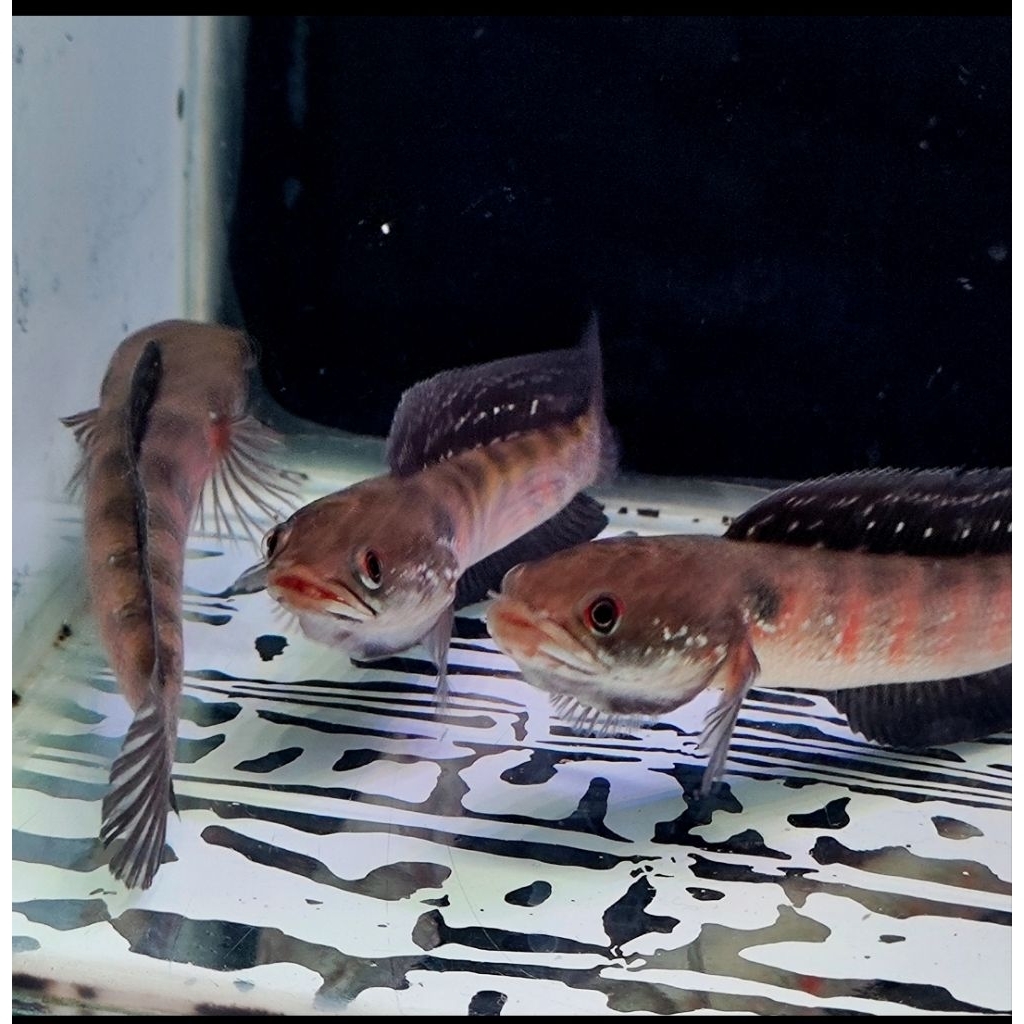 Asiatica Red Stripes Pure + 11-12cm