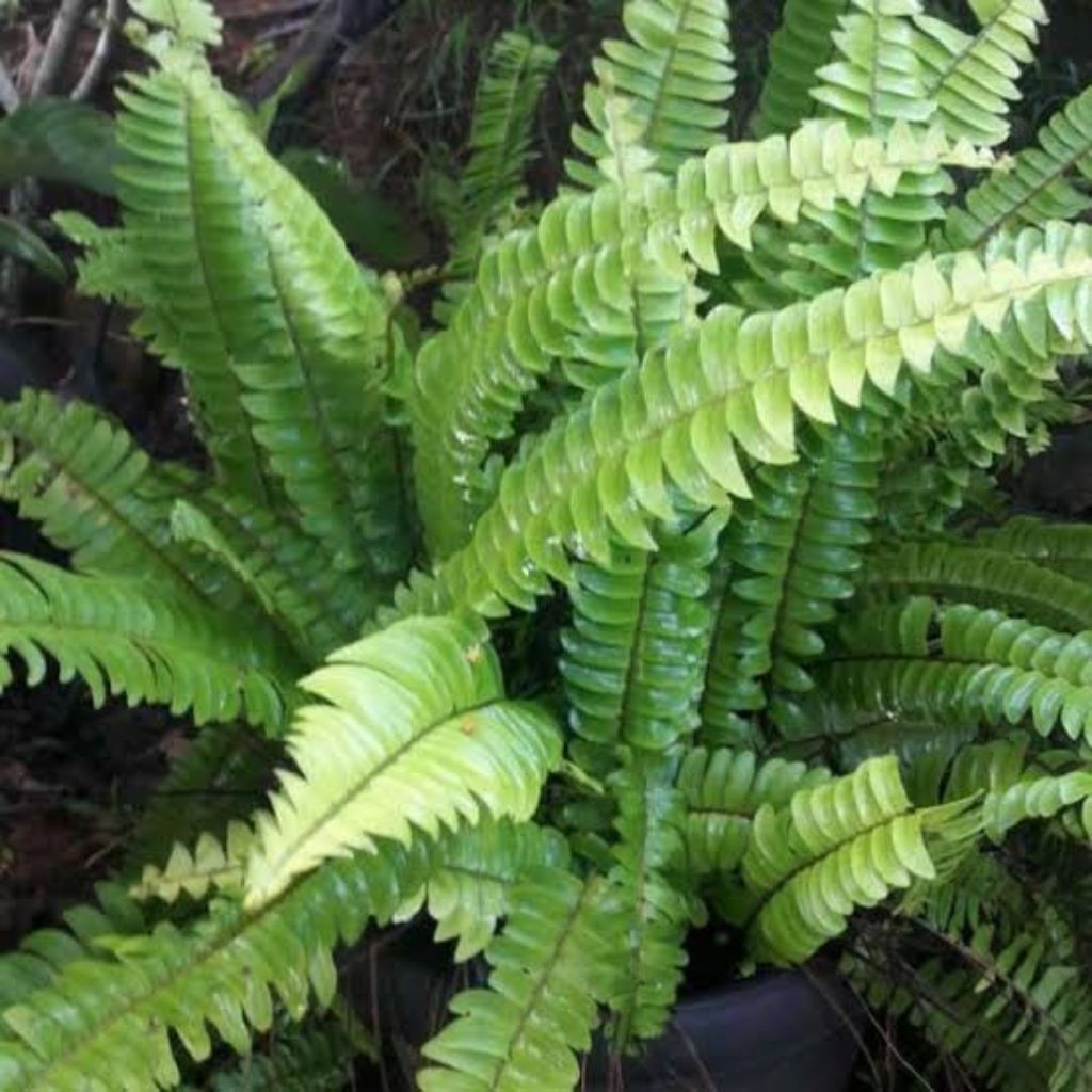 pakis kelabang/Tanaman hias pakis Kelaba/tanaman hias rumah/tanaman hias taman