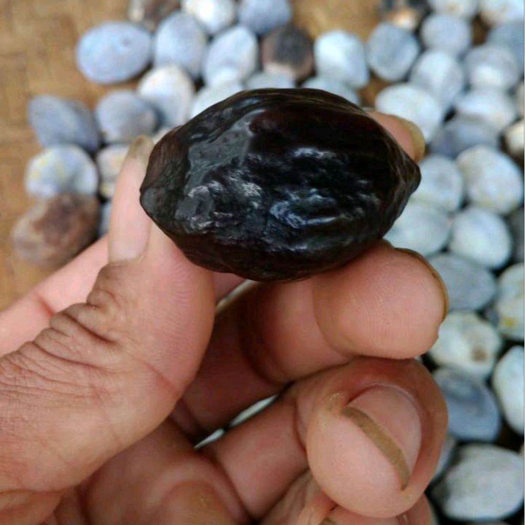 Muncang adu paling murah  jenis panjangan jenis jawaan Jayanti