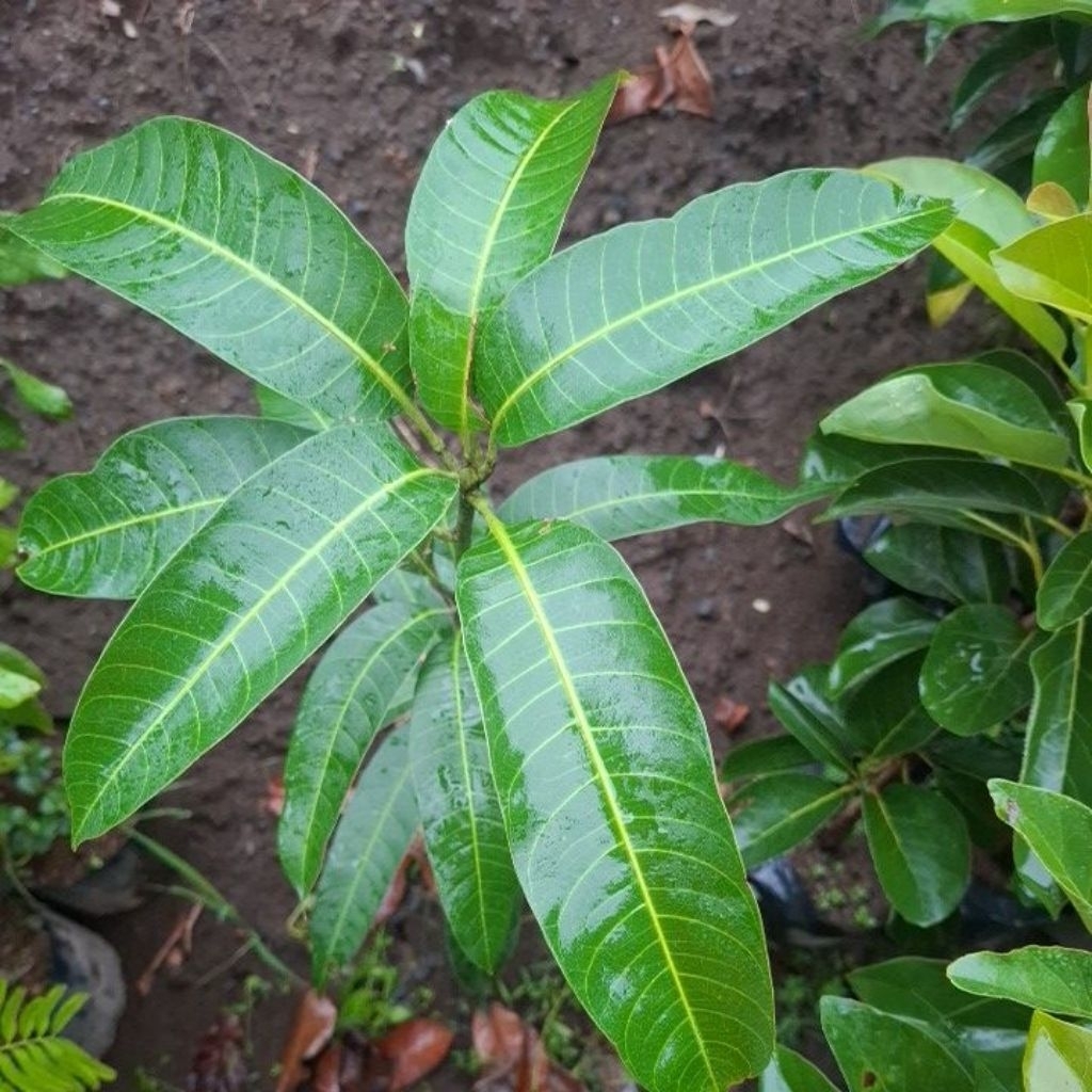 bibit tanaman mangga kiojay/mangga kiojay thailand