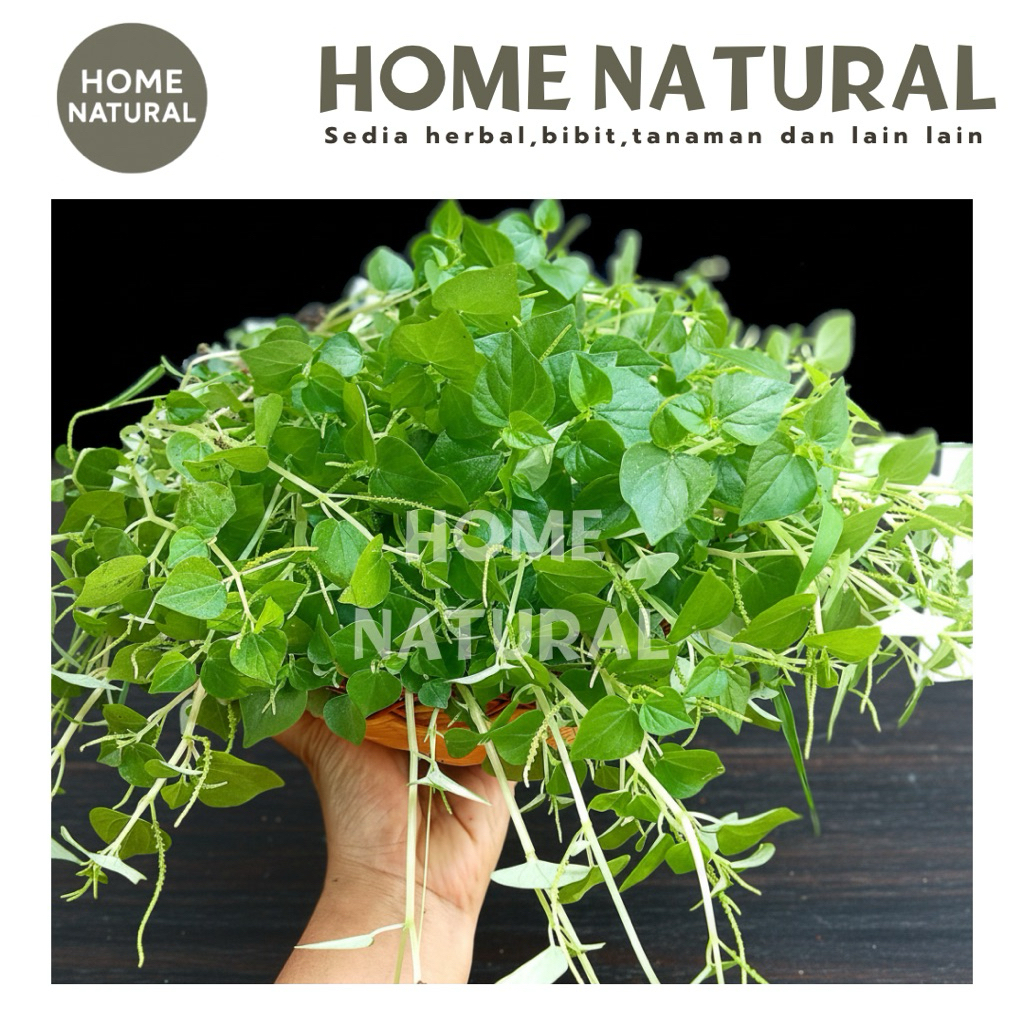 1kg Daun sirih cina atau ketumpang air - Obat herbal daun sirih cina