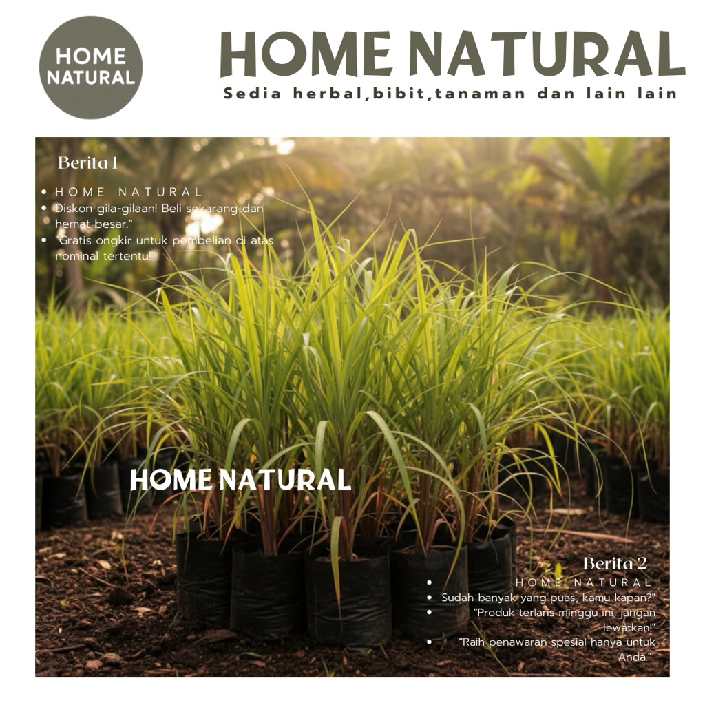 Bibit serai merah - Bibit serai/Polybag