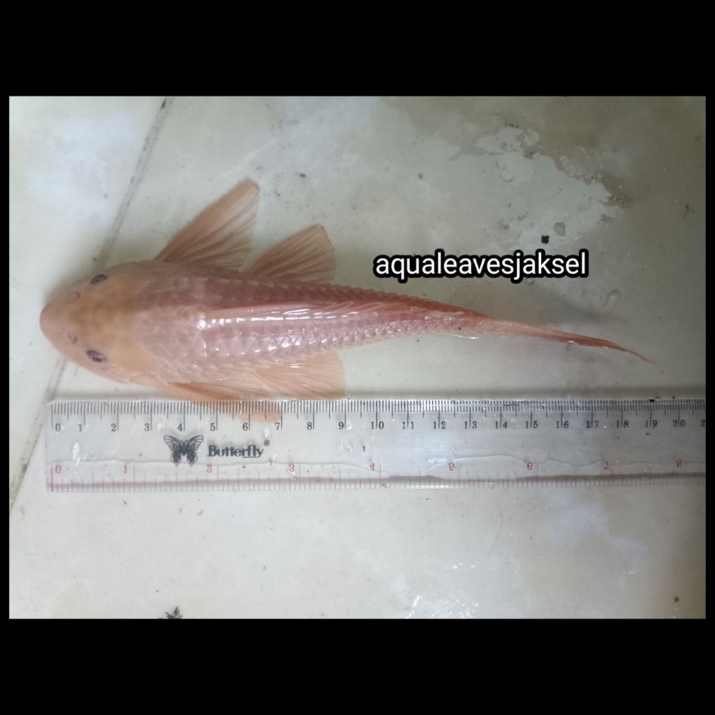 ikan sapu sapu albino jumbo