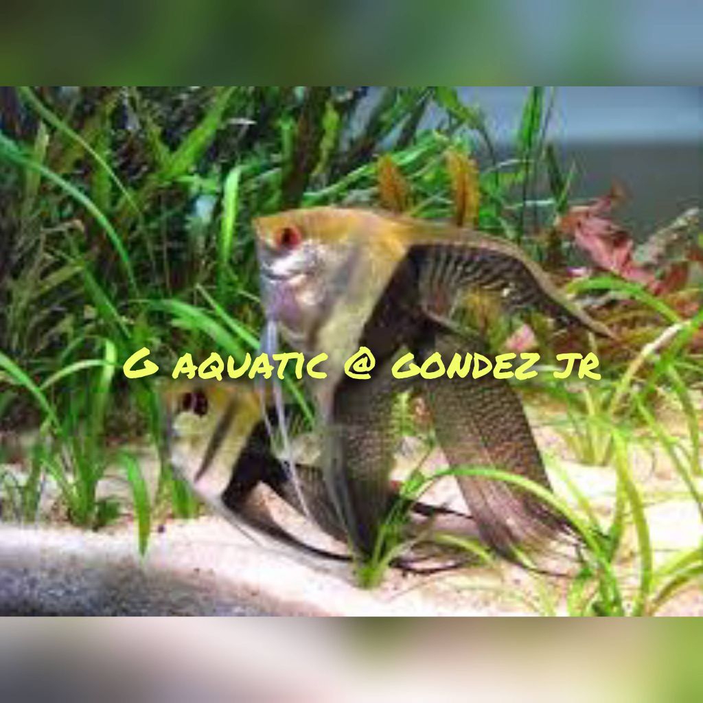 ikan manfish BW slayer size L