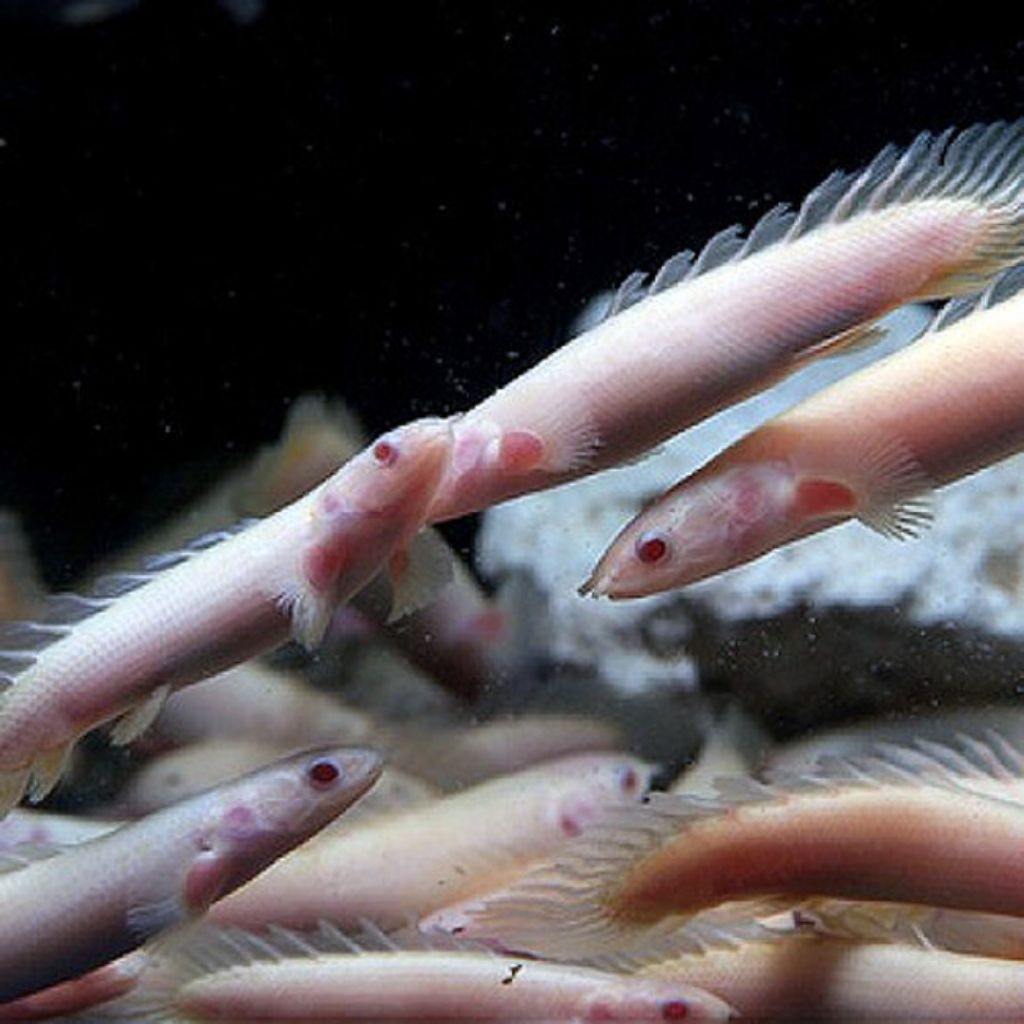 Palmas Senegalus Albino 12-14cm