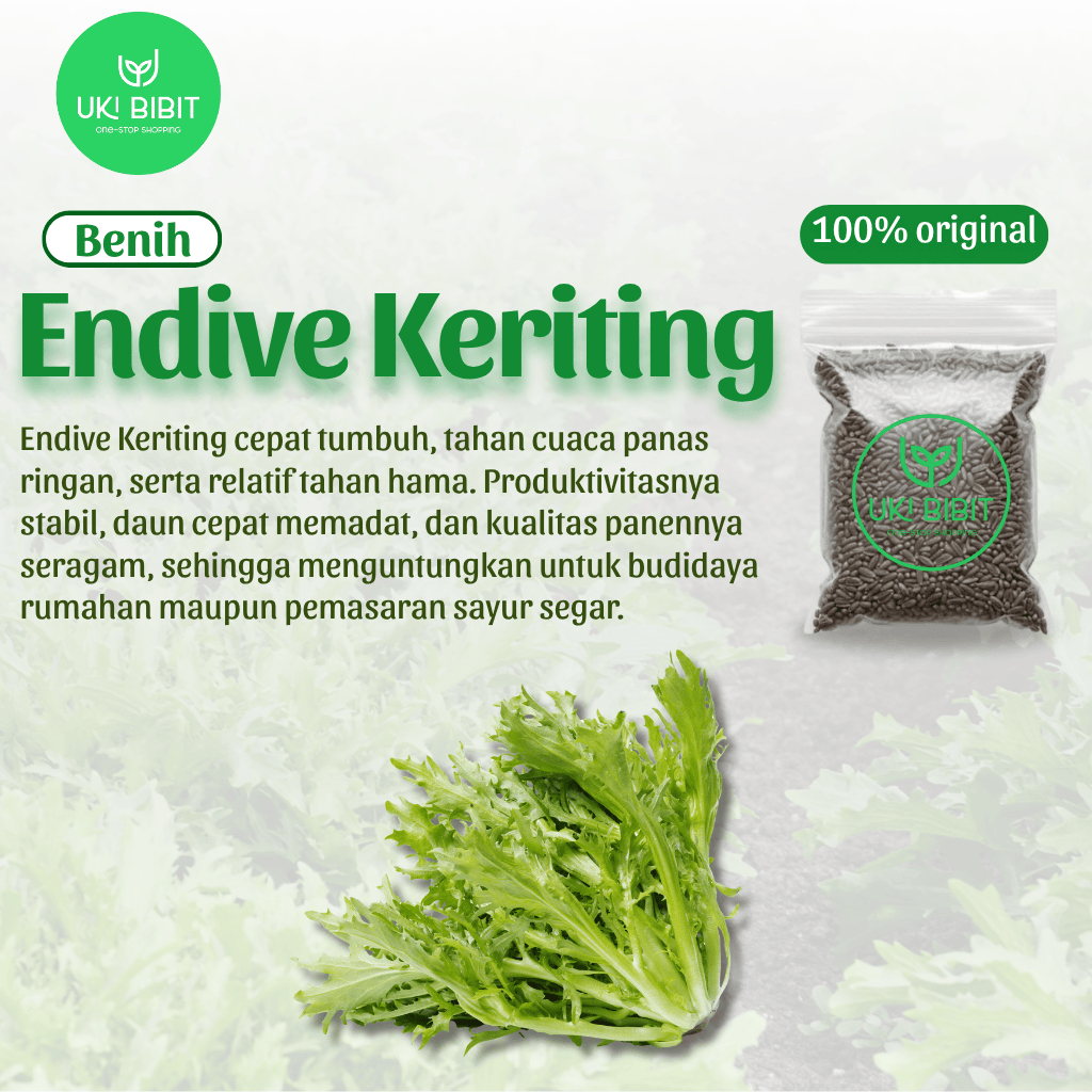 ( 100 Butir ) Benih Biji Endive Keriting | Lettuce Curly Endive