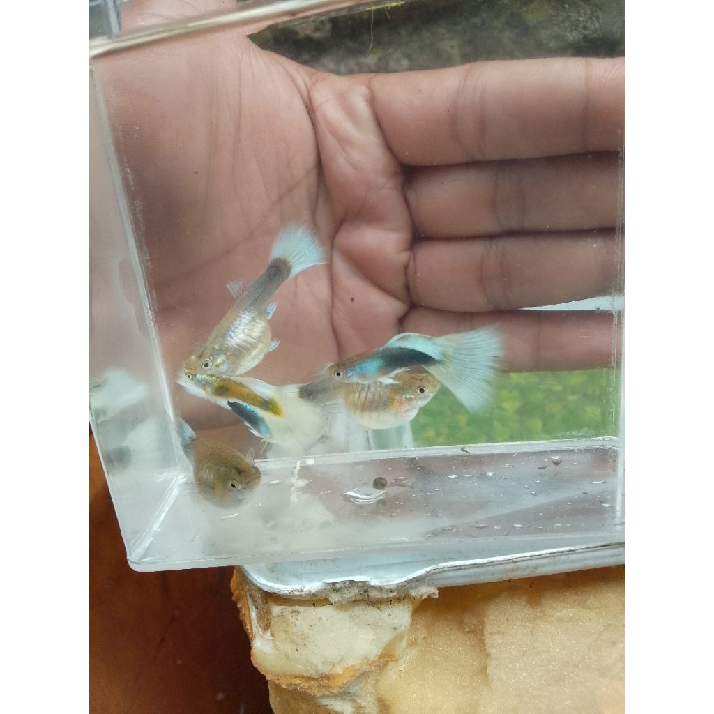 ikan Guppy HB WHITE grade A warna putih berseri