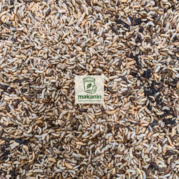 maggot bsf | maggot fresh | maggot | maggot segar | fresh maggot | maggot hidup | umpan maggot | ump