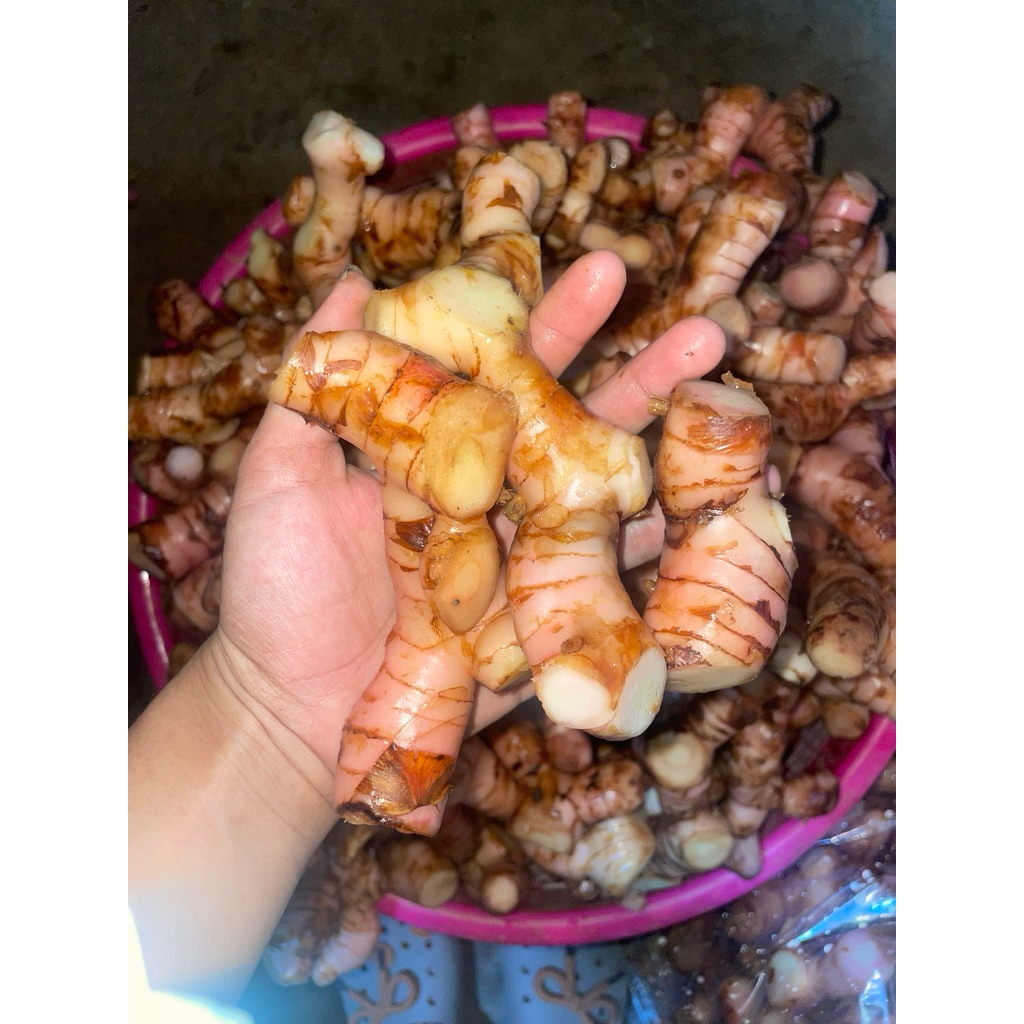 Lengkuas Merah / Laos Merah