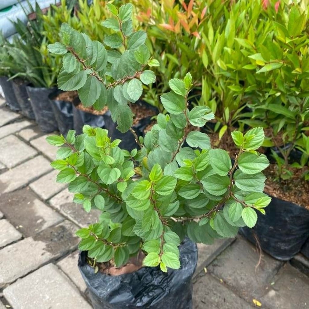 ( BISA COD ) Tanaman Bidara Arab Asli Pohon Bidara Arab 35-40cm / Tanaman Bidara Berkhasiat Daun Bid