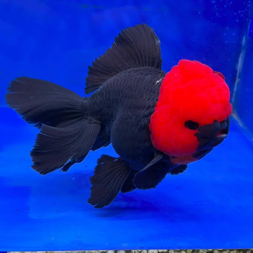 Ikan Mas Oranda Butterfly Tancho Bangkok