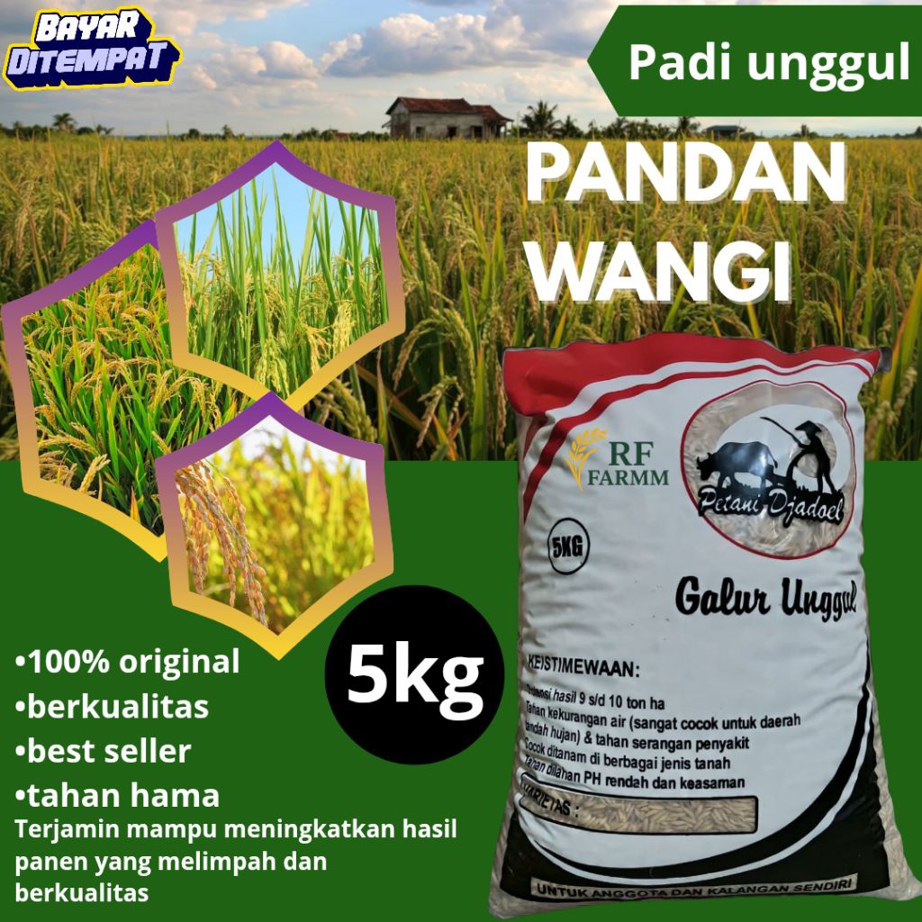 bibit padi pandan wangi kemasan 5kg original