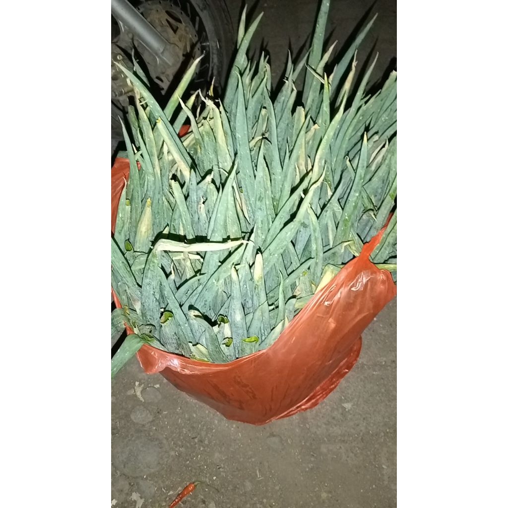 Daun Bawang 1kg