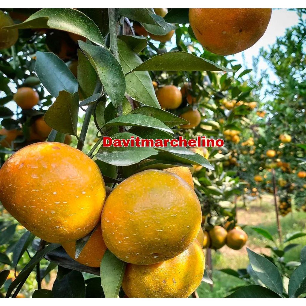 Bibit Jeruk Siam Madu Sudah Berbuah Super RimbunTabulampot