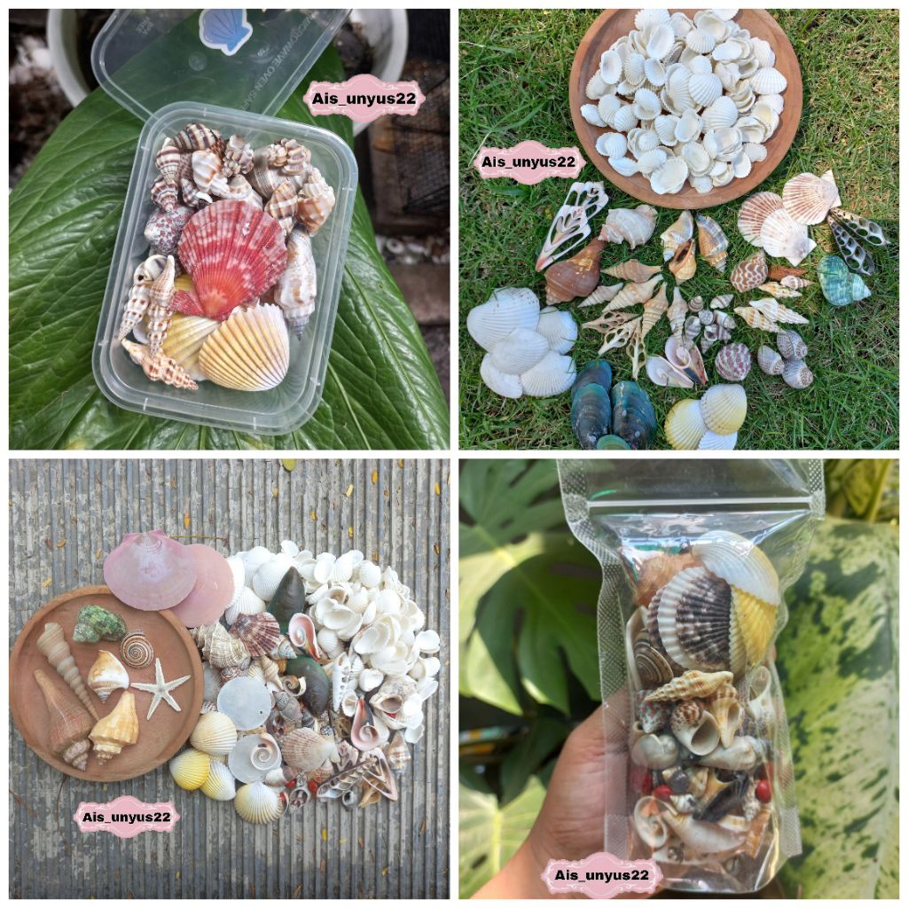 cangkang kerang / cangkang kerang campur / cangkang kerang mix