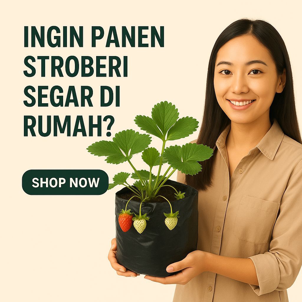 bibit indukan strawberry sudah berbuah