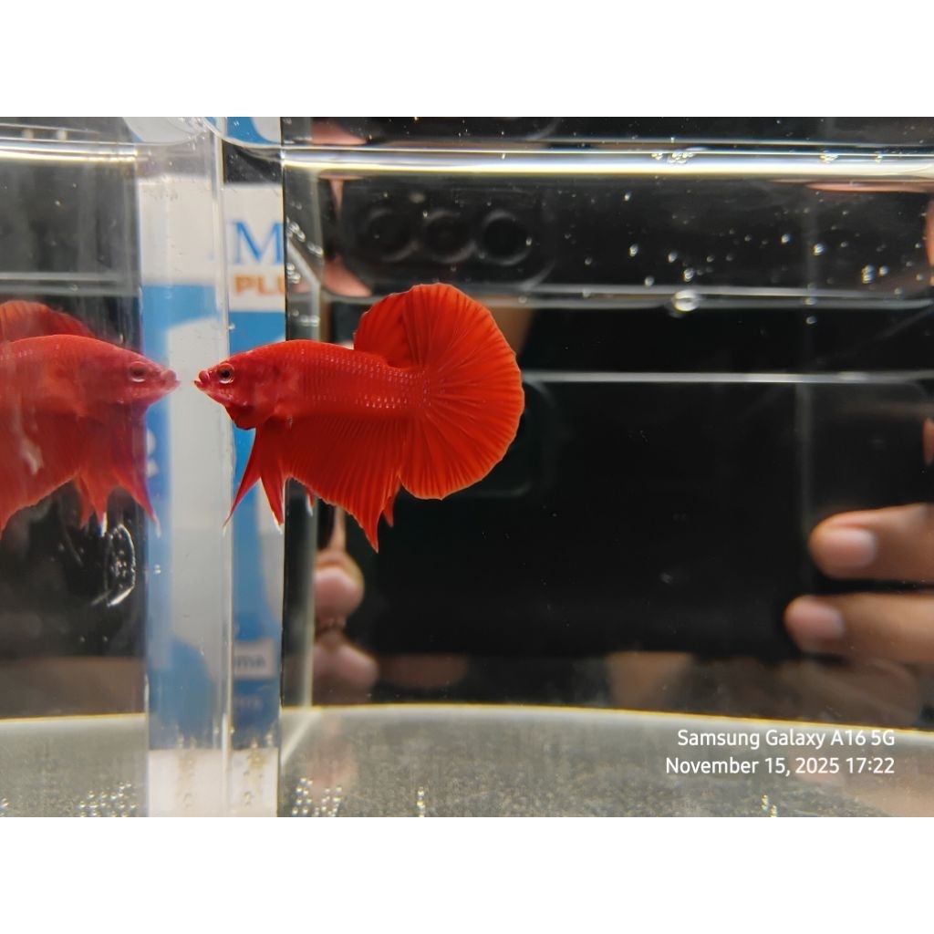 HMPK SUPER RED kode 05