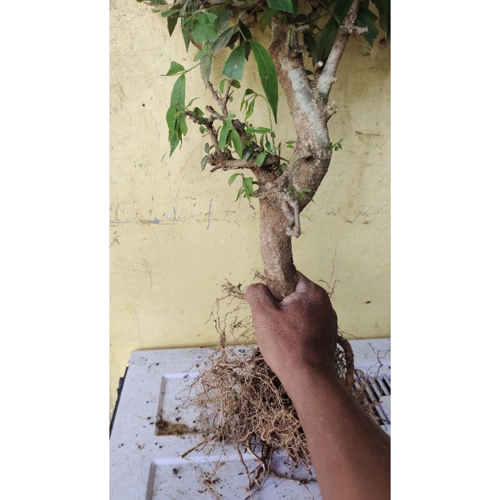 bahan bonsai Mentaos realpic sesuai gambar