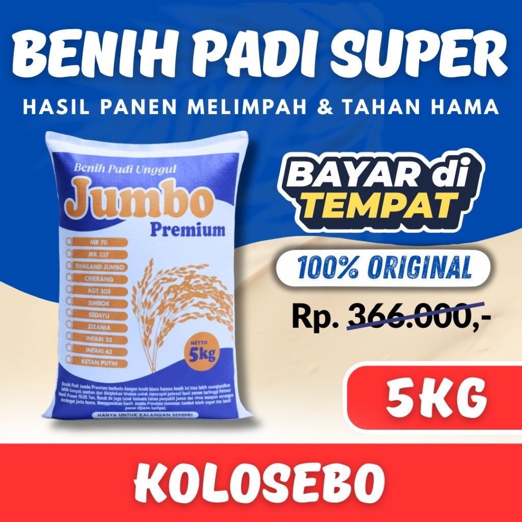 PADI UNGGUL KOLOSEBO 02 5 kg PREMIUM Padi kolosebo 02 Berkualitas Super