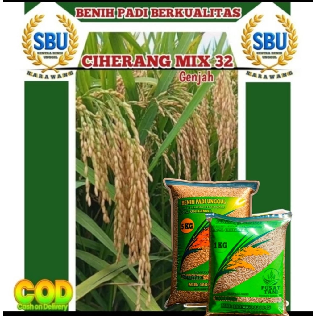 BENIH PADI CIHERANG MIX 32 GENJAH 1KG